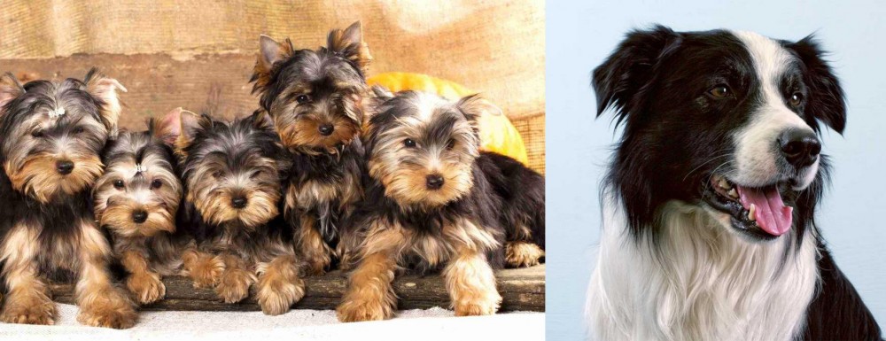 Border Collie vs Yorkshire Terrier - Breed Comparison