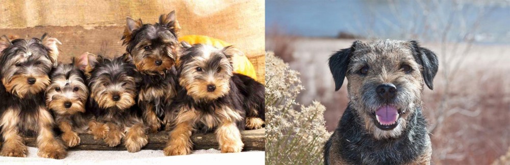 Border Terrier vs Yorkshire Terrier - Breed Comparison