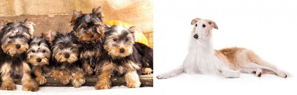 Borzoi vs Yorkshire Terrier - Breed Comparison