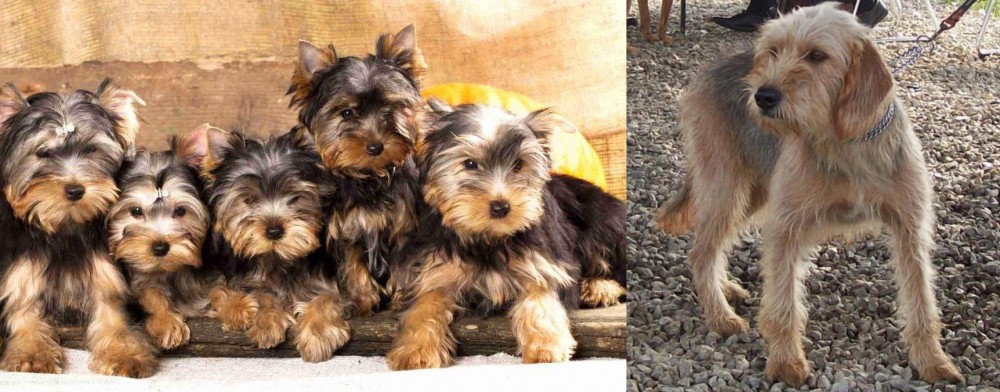 Bosnian Coarse-Haired Hound vs Yorkshire Terrier - Breed Comparison