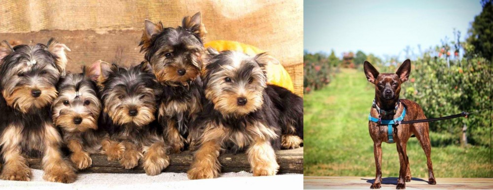 Bospin vs Yorkshire Terrier - Breed Comparison