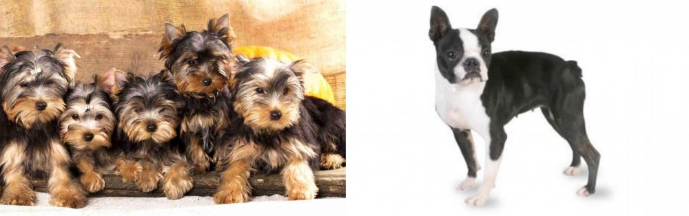Boston Terrier vs Yorkshire Terrier - Breed Comparison