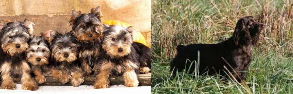 Boykin Spaniel vs Yorkshire Terrier - Breed Comparison