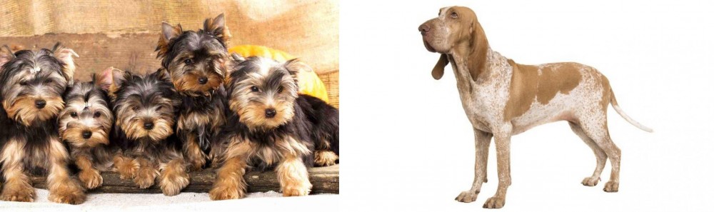 Bracco Italiano vs Yorkshire Terrier - Breed Comparison