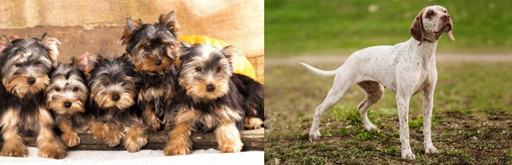 Braque du Bourbonnais vs Yorkshire Terrier - Breed Comparison