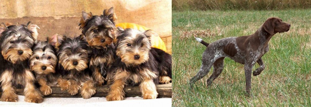 Braque Francais vs Yorkshire Terrier - Breed Comparison