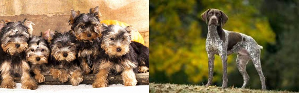 Braque Francais (Gascogne Type) vs Yorkshire Terrier - Breed Comparison