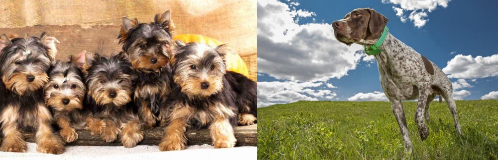 Braque Francais (Pyrenean Type) vs Yorkshire Terrier - Breed Comparison