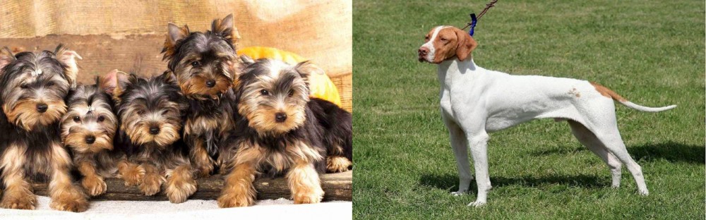 Braque Saint-Germain vs Yorkshire Terrier - Breed Comparison