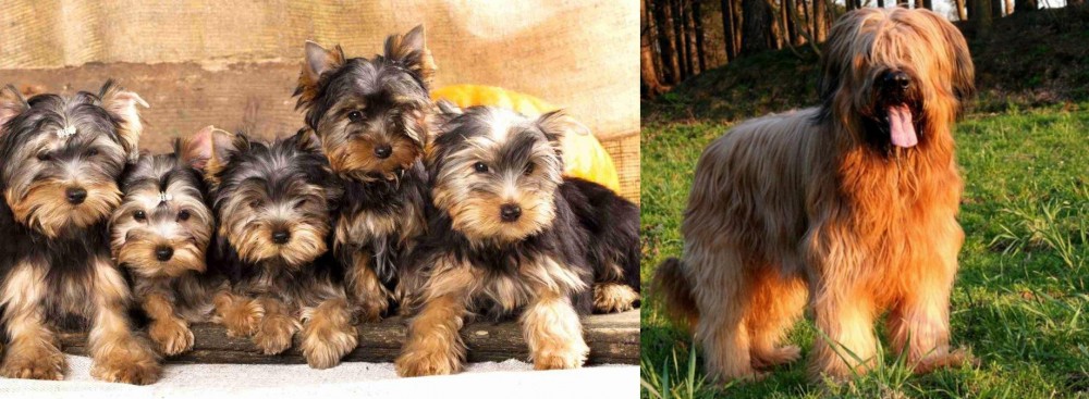 Briard vs Yorkshire Terrier - Breed Comparison