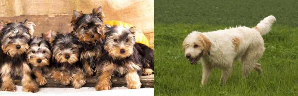 Briquet Griffon Vendeen vs Yorkshire Terrier - Breed Comparison