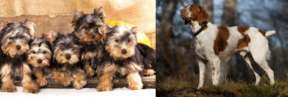 Brittany vs Yorkshire Terrier - Breed Comparison