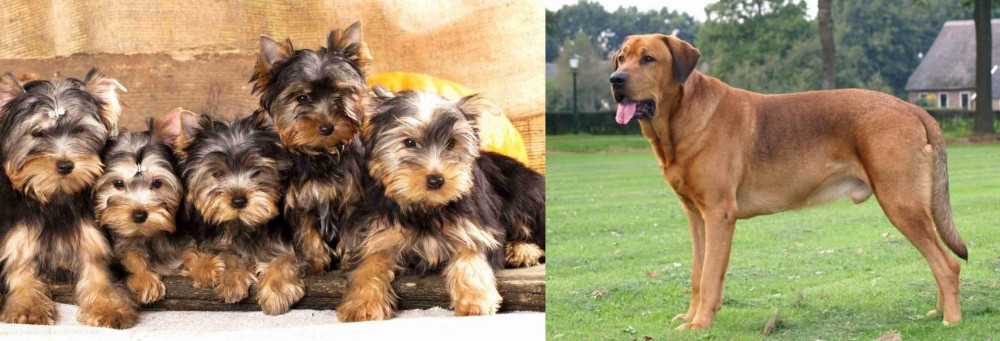 Broholmer vs Yorkshire Terrier - Breed Comparison