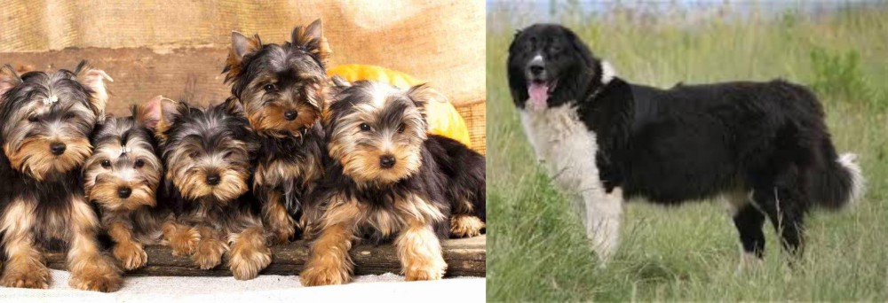 Bulgarian Shepherd vs Yorkshire Terrier - Breed Comparison