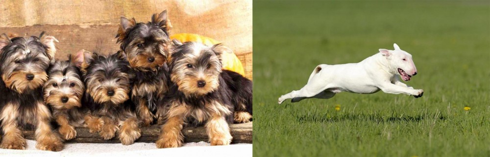 Bull Terrier vs Yorkshire Terrier - Breed Comparison
