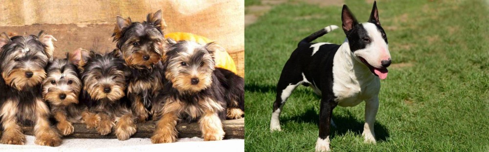 Bull Terrier Miniature vs Yorkshire Terrier - Breed Comparison