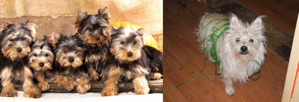 Cairland Terrier vs Yorkshire Terrier - Breed Comparison