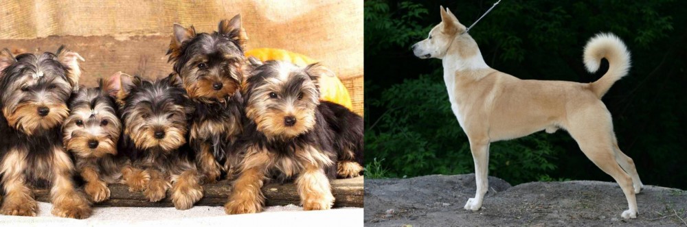 Canaan Dog vs Yorkshire Terrier - Breed Comparison