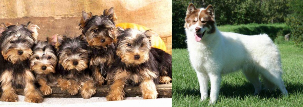 Canadian Eskimo Dog vs Yorkshire Terrier - Breed Comparison