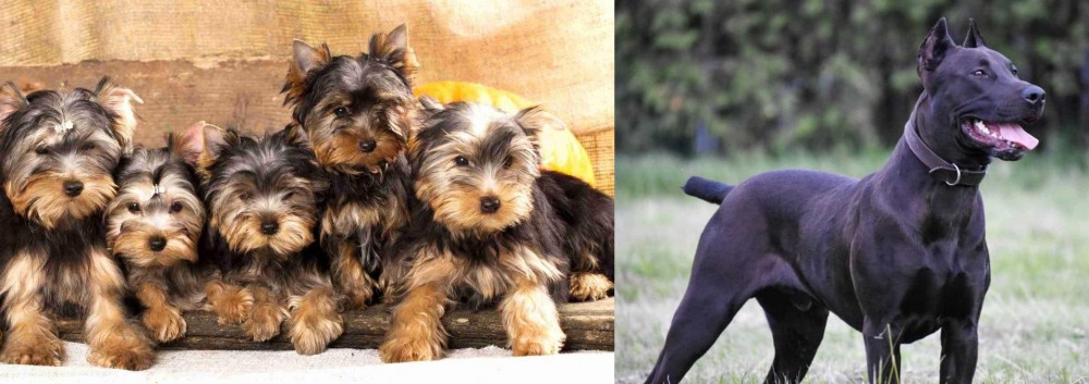 Canis Panther vs Yorkshire Terrier - Breed Comparison