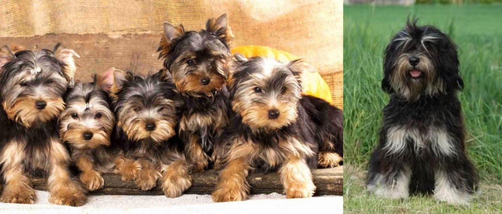 Cao da Serra de Aires vs Yorkshire Terrier - Breed Comparison