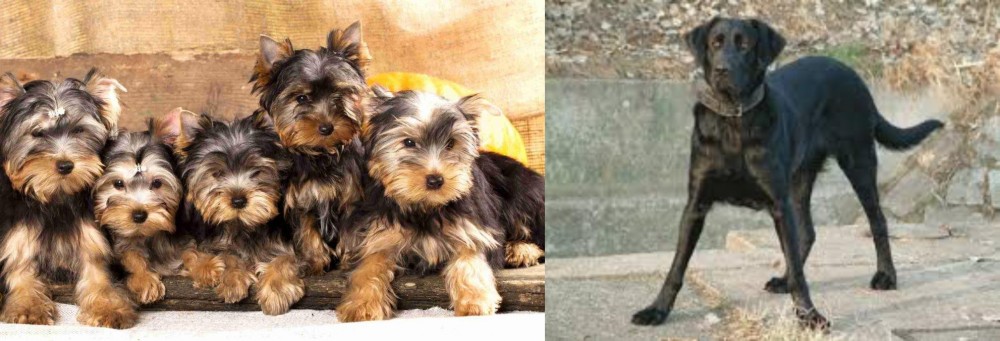 Cao de Castro Laboreiro vs Yorkshire Terrier - Breed Comparison