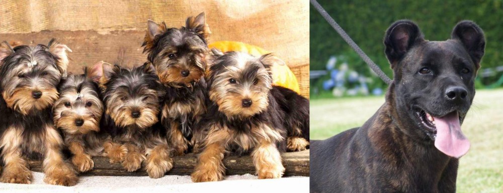 Cao Fila de Sao Miguel vs Yorkshire Terrier - Breed Comparison