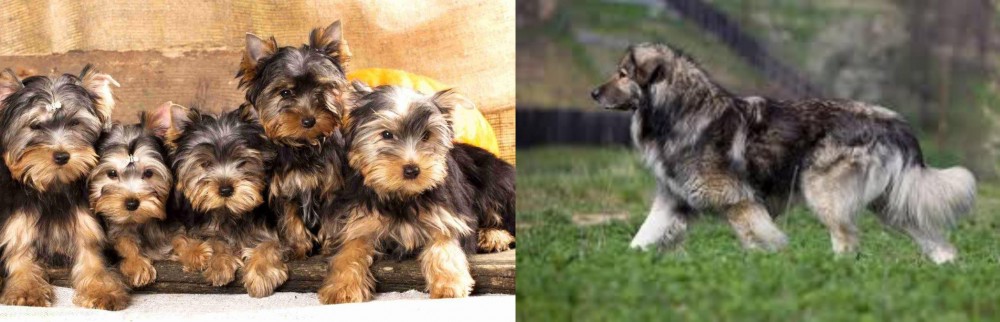 Carpatin vs Yorkshire Terrier - Breed Comparison