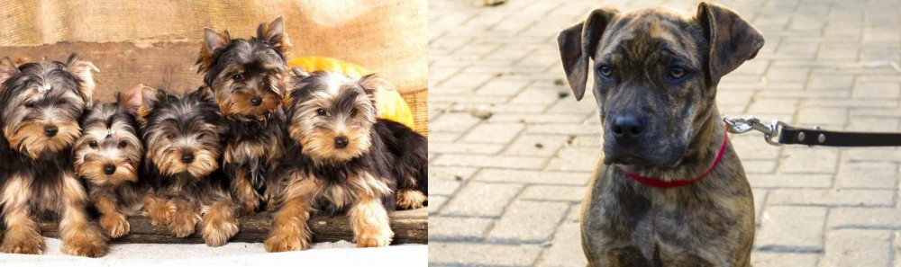 Catahoula Bulldog vs Yorkshire Terrier - Breed Comparison