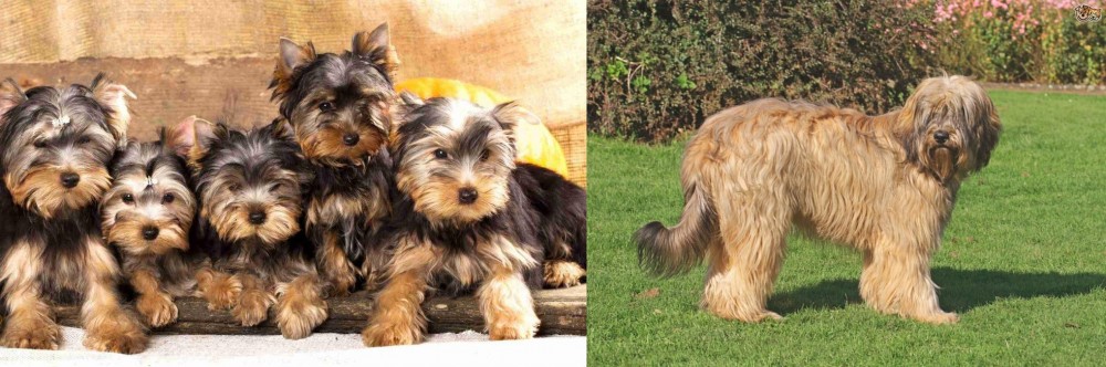 Catalan Sheepdog vs Yorkshire Terrier - Breed Comparison