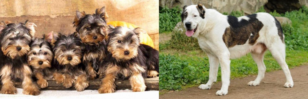 Central Asian Shepherd vs Yorkshire Terrier - Breed Comparison