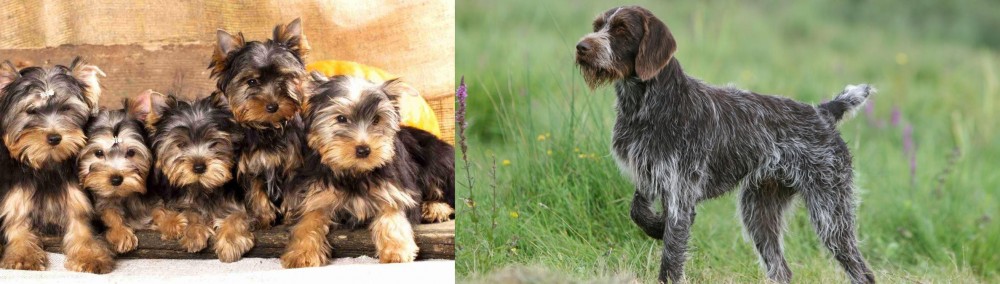 Cesky Fousek vs Yorkshire Terrier - Breed Comparison