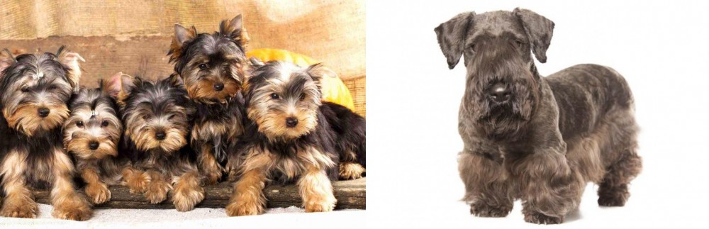 Cesky Terrier vs Yorkshire Terrier - Breed Comparison