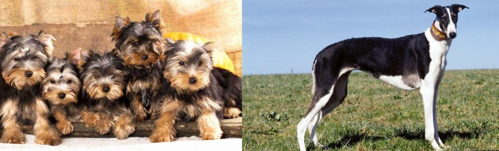 Chart Polski vs Yorkshire Terrier - Breed Comparison