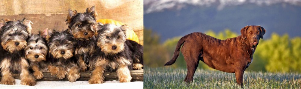 Chesapeake Bay Retriever vs Yorkshire Terrier - Breed Comparison