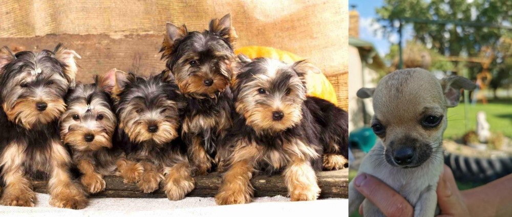 Chihuahua vs Yorkshire Terrier - Breed Comparison