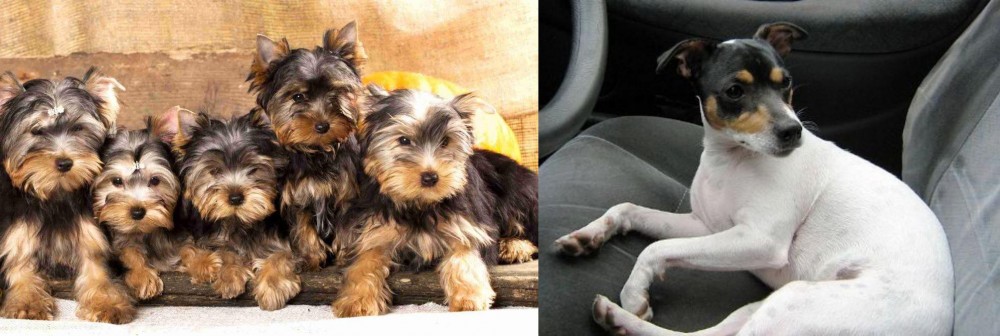 Chilean Fox Terrier vs Yorkshire Terrier - Breed Comparison
