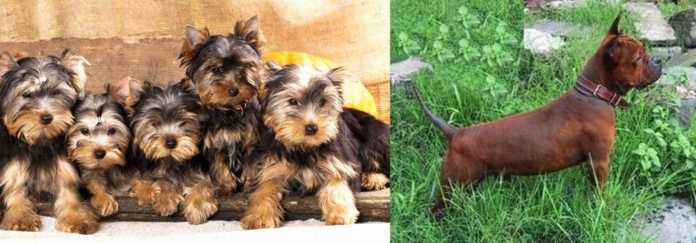 Chinese Chongqing Dog vs Yorkshire Terrier - Breed Comparison