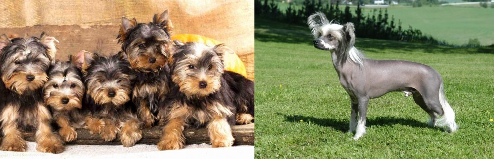 Chinese Crested Dog vs Yorkshire Terrier - Breed Comparison
