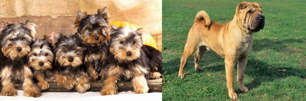 Chinese Shar Pei vs Yorkshire Terrier - Breed Comparison