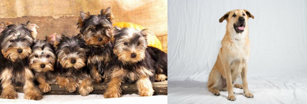 Chinook vs Yorkshire Terrier - Breed Comparison