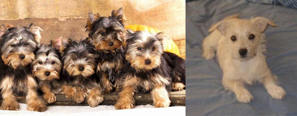 Chipoo vs Yorkshire Terrier - Breed Comparison
