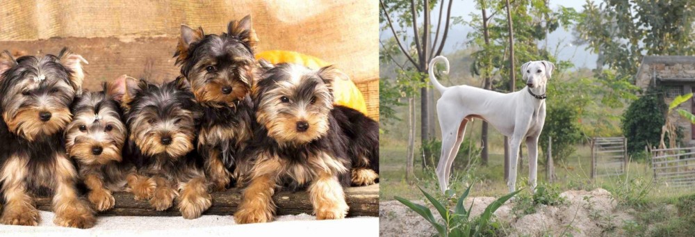 Chippiparai vs Yorkshire Terrier - Breed Comparison