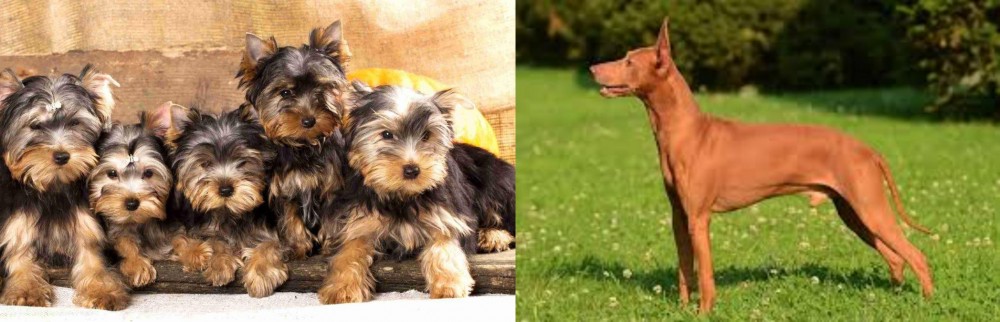 Cirneco dell'Etna vs Yorkshire Terrier - Breed Comparison
