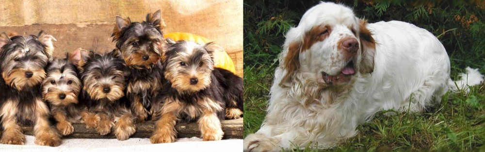 Clumber Spaniel vs Yorkshire Terrier - Breed Comparison