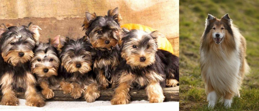 Collie vs Yorkshire Terrier - Breed Comparison
