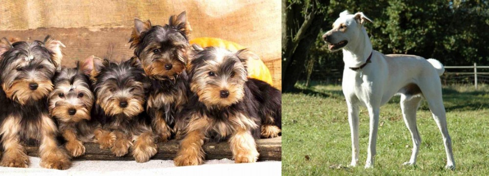 Cretan Hound vs Yorkshire Terrier - Breed Comparison