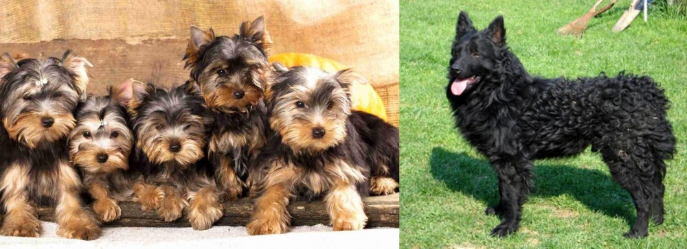 Croatian Sheepdog vs Yorkshire Terrier - Breed Comparison
