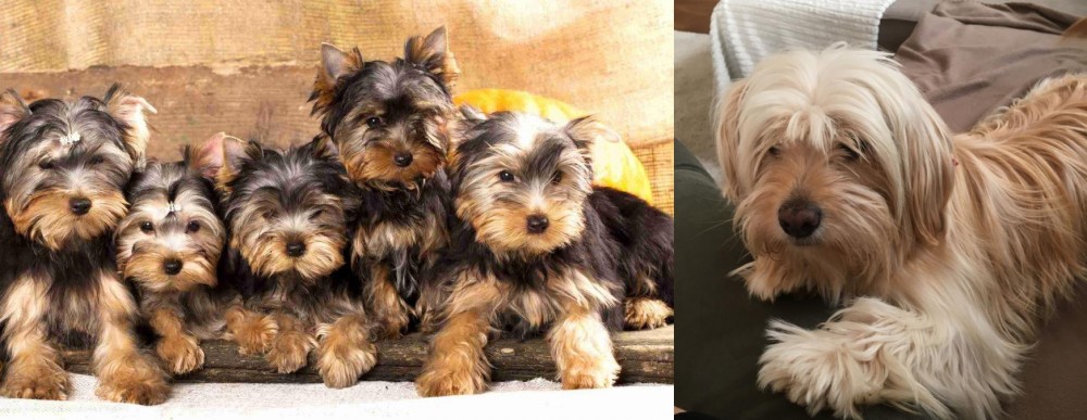 Cyprus Poodle vs Yorkshire Terrier - Breed Comparison