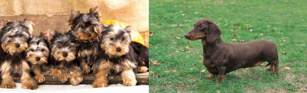 Dachshund vs Yorkshire Terrier - Breed Comparison
